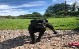 Cane Corso dogs for stud: Cane corso Rico Thor ready to stud in Bedford - Image 2