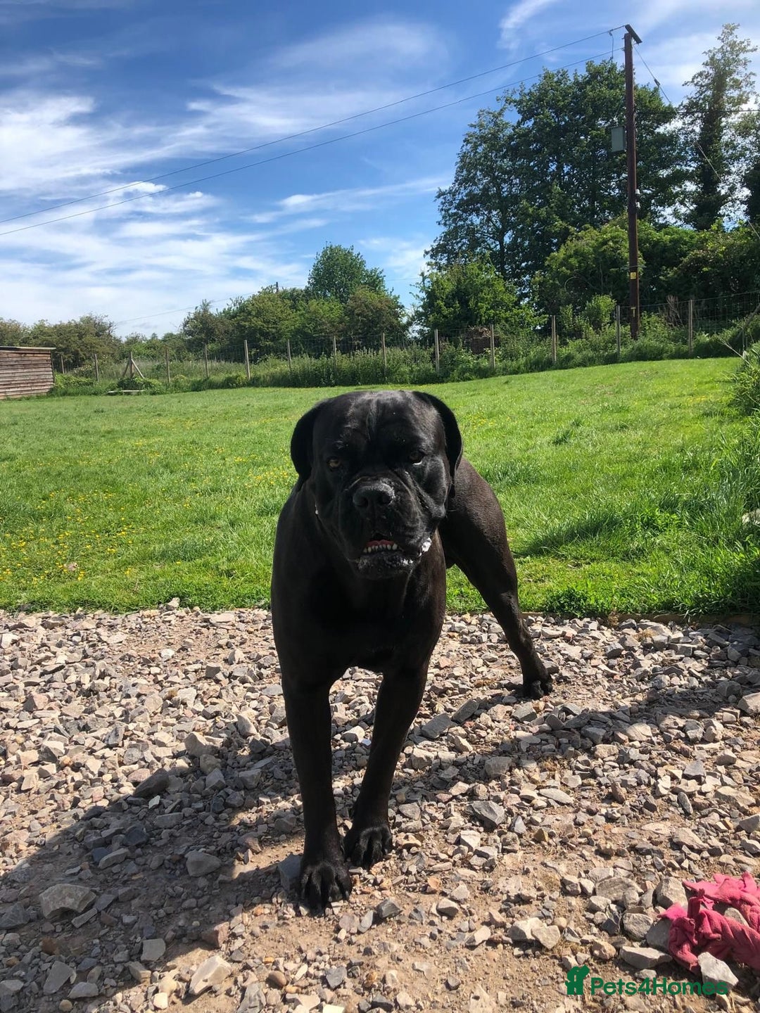 Cane Corso dogs for stud: Cane corso Rico Thor ready to stud in Bedford - Image 2