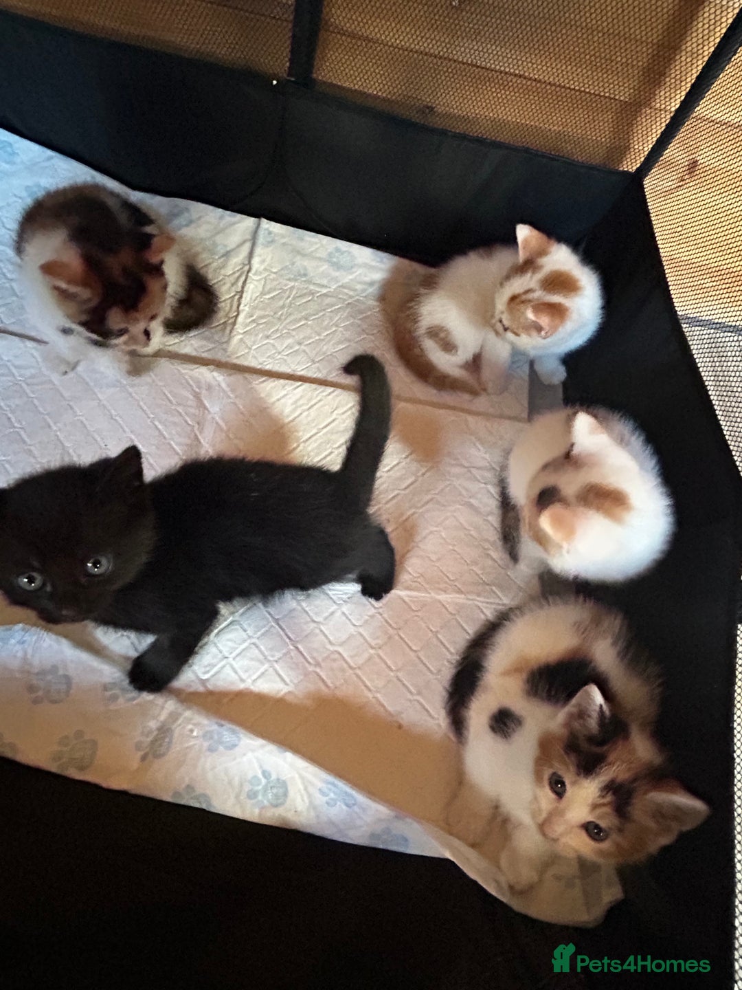 Mixed Breed cats for sale: Baby kittens for sale - Image 6