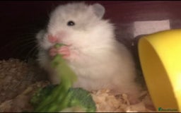 Hamster rodents for sale: Baby hamster - Image 6