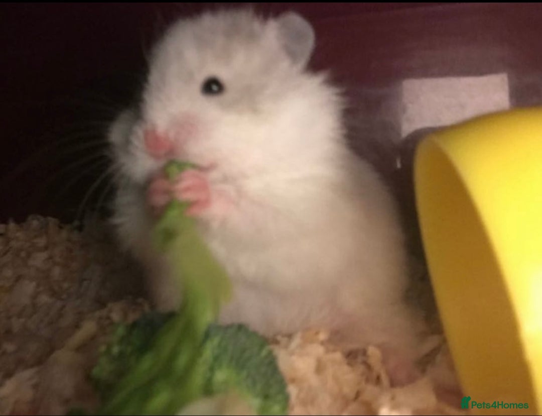 Hamster rodents for sale: Baby hamster - Image 6
