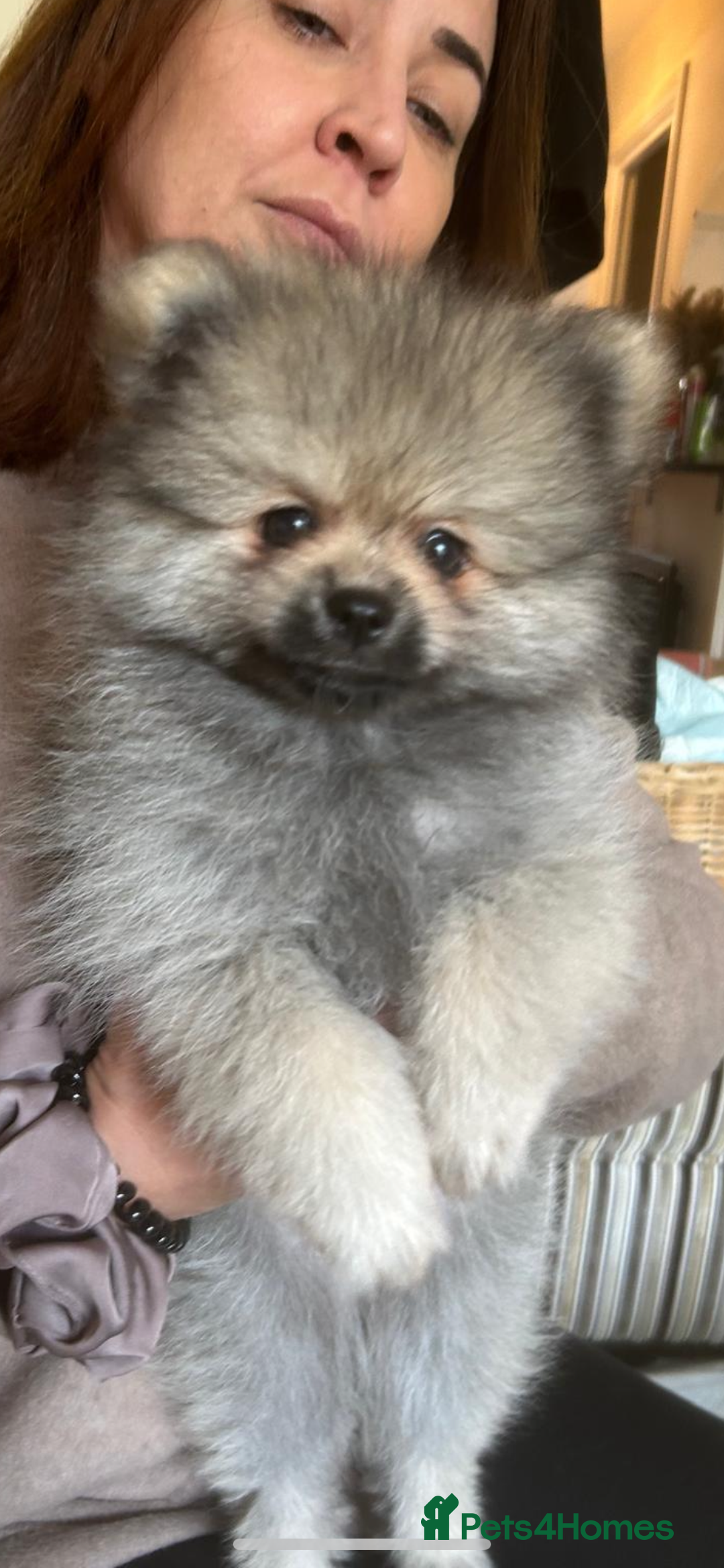 Pomeranian dogs for sale: KC Reg 5⭐️Poms champions & Russian bloodline  - Advert 22
