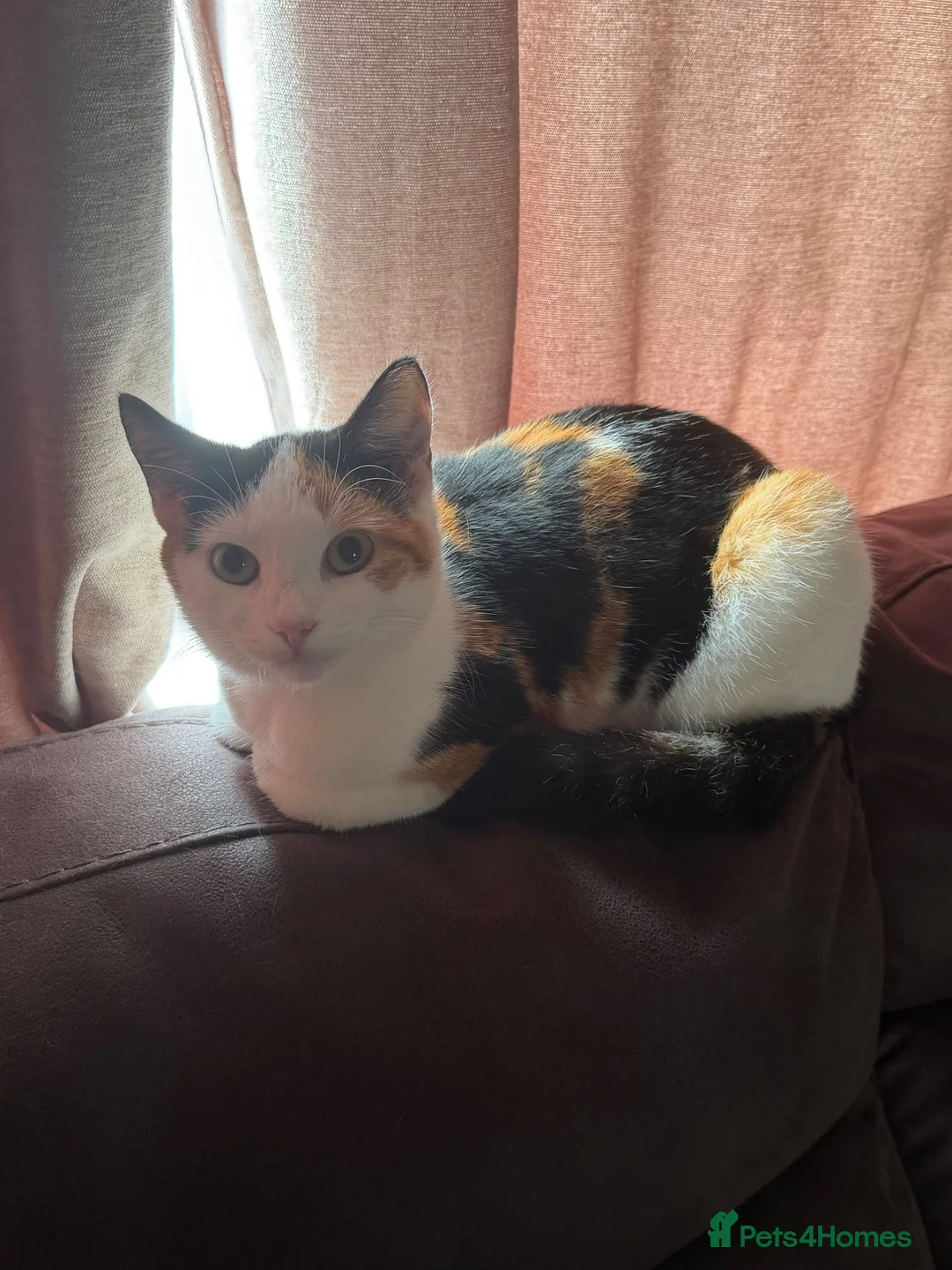 Mixed Breed cats for sale: Two Beautiful 10 Month Old Female cats - Advert 2