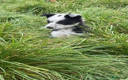 Border Collie dogs for sale: Border collie pups - Image 12