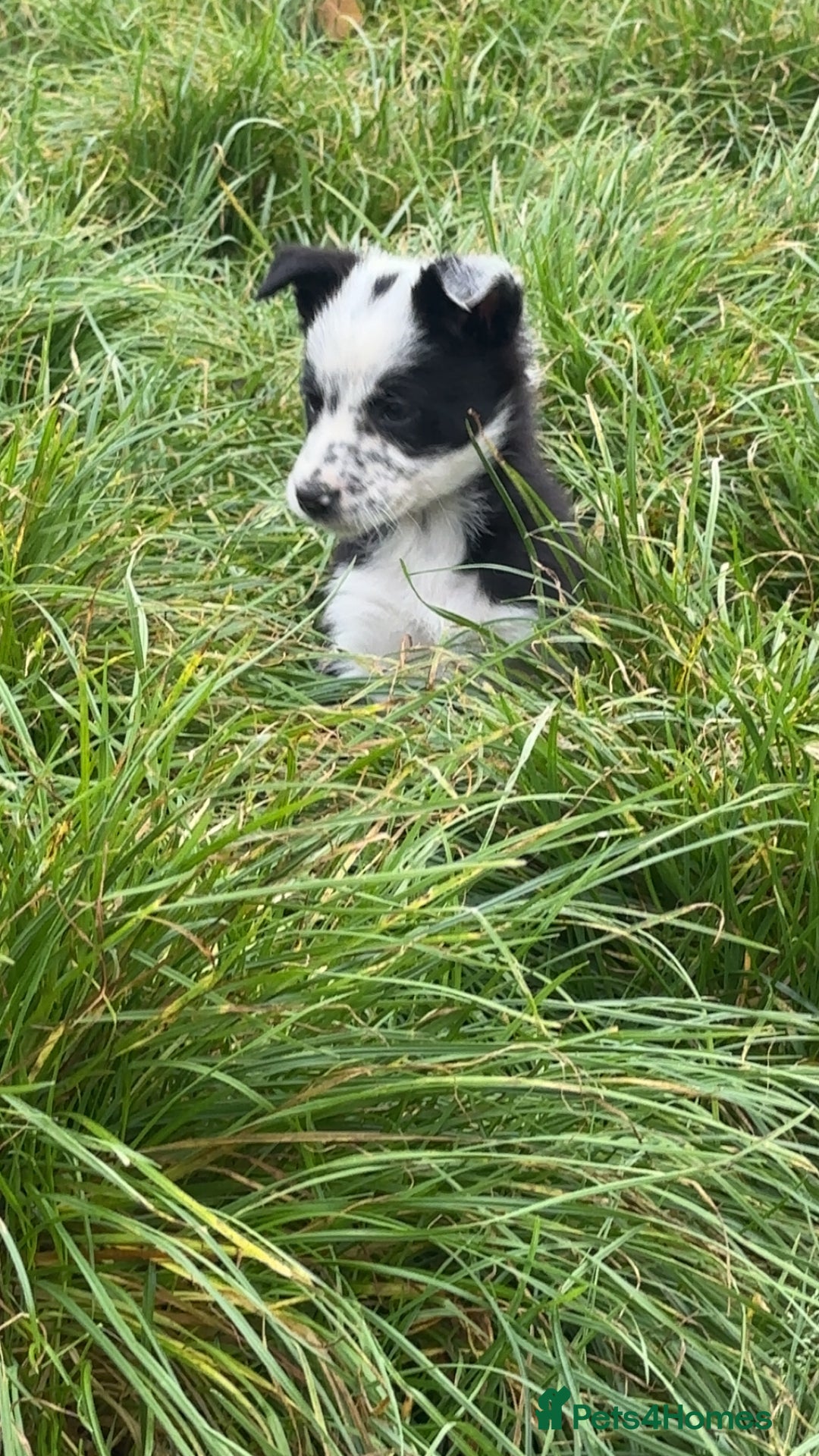 Border Collie dogs for sale: Border collie pups - Image 12