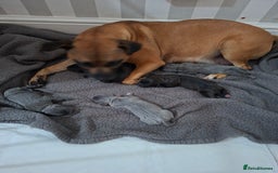 Staffordshire Bull Terrier dogs for sale: Staffy pups ready 26th august 2 brindle 3 blue - Image 9