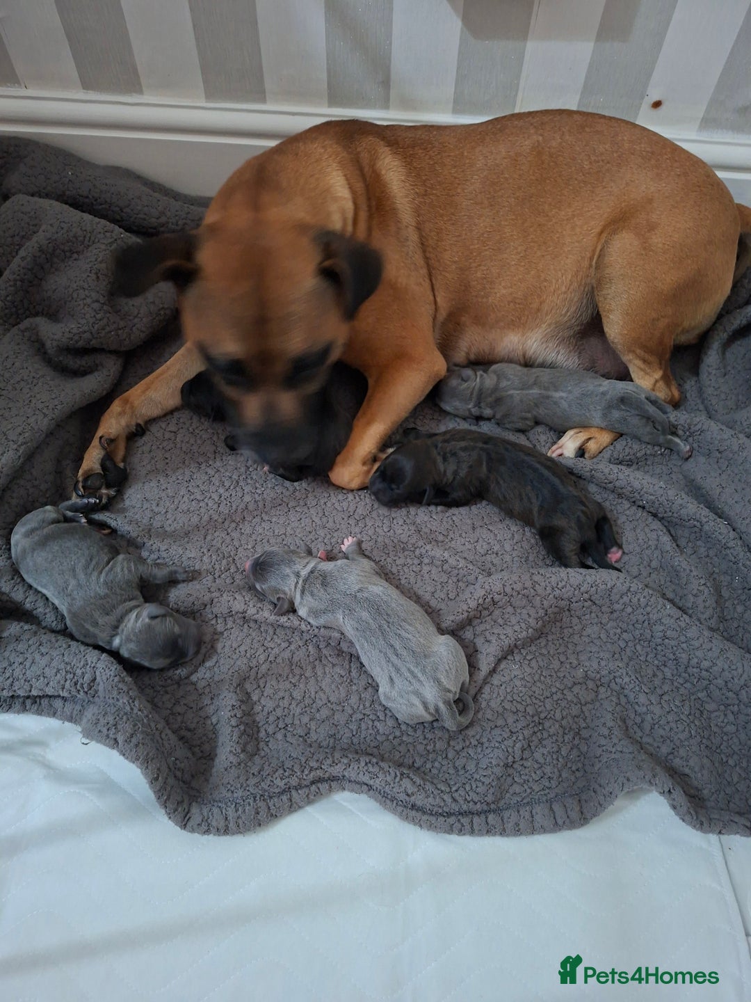 Staffordshire Bull Terrier dogs for sale: Staffy pups ready 26th august 2 brindle 3 blue - Image 9