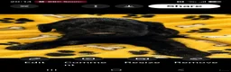 Cockapoo dogs for sale: F2 Cockapoo Puppies  PRA CLEAR - Advert 3