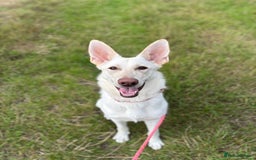 German Shepherd dogs for sale: White and Cream German Shepherd Puppy  - Image 1