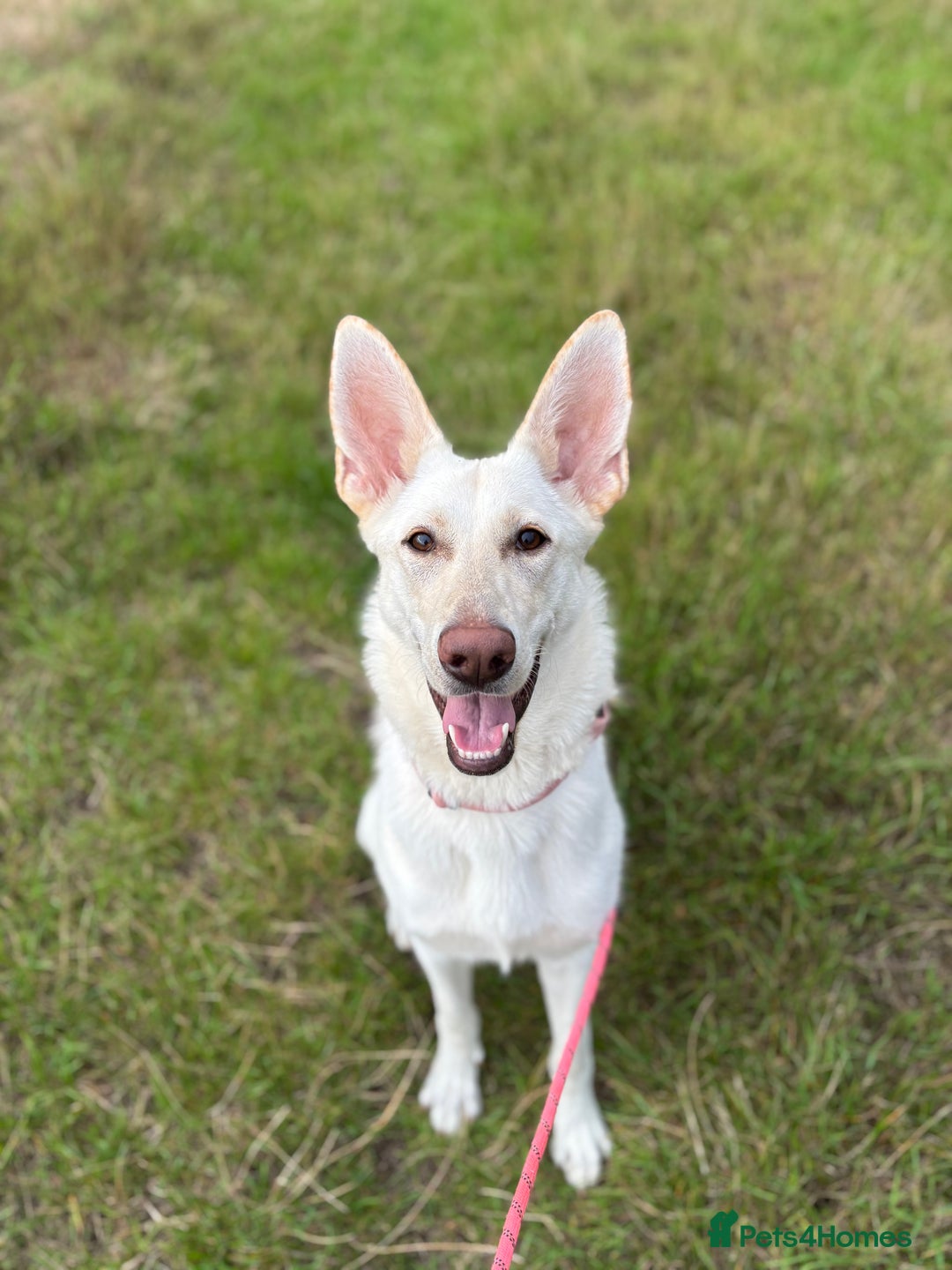 German Shepherd dogs for sale: White and Cream German Shepherd Puppy  - Image 1