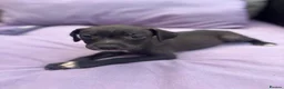 Staffordshire Bull Terrier dogs for sale: 6 Beautiful Puppies - Advert 8