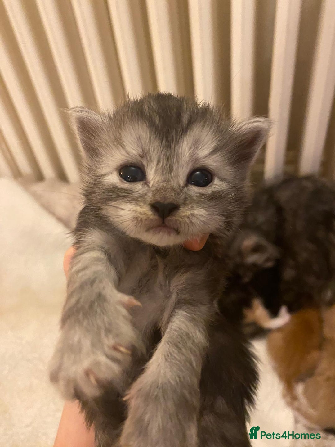 Maine Coon cats for sale: Maine Coon Cross kittens - Advert 9