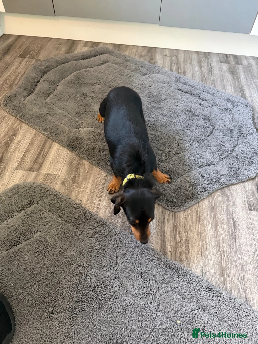 Jack Russell dogs for sale: Jack russel puppy’s  - Advert 1