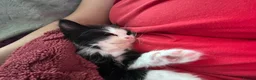 Mixed Breed cats for sale: Snuggly princess  in Weybridge - Advert 5