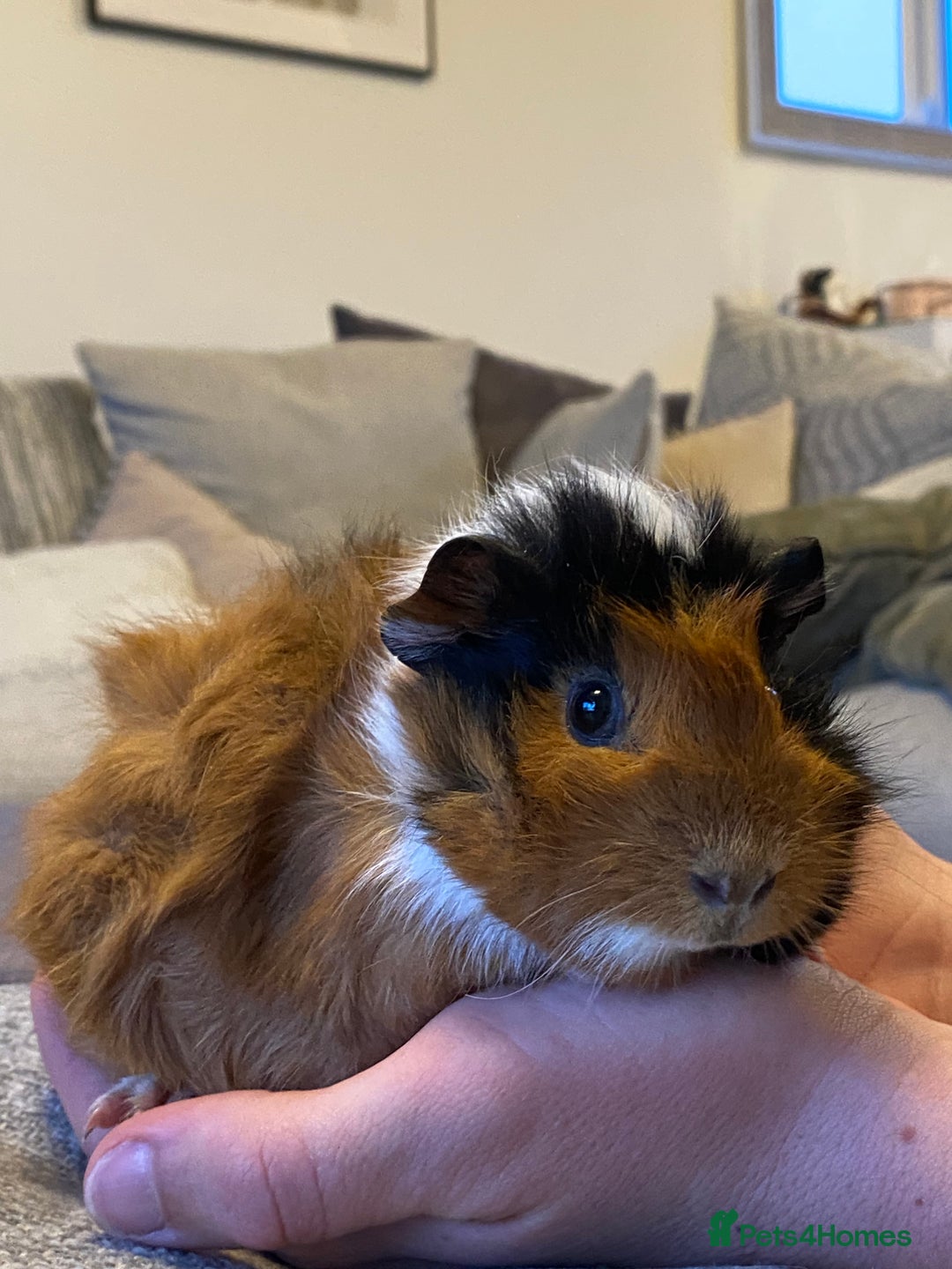 Guinea Pig rodents for sale: Female baby guinea pigs - Advert 4