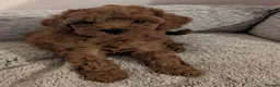 Cavapoo dogs for sale: Premium F1B Cavapoos (Puppy Culture/ENS) - Advert 36