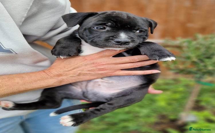 Staffordshire Bull Terrier dogs - Advert 6