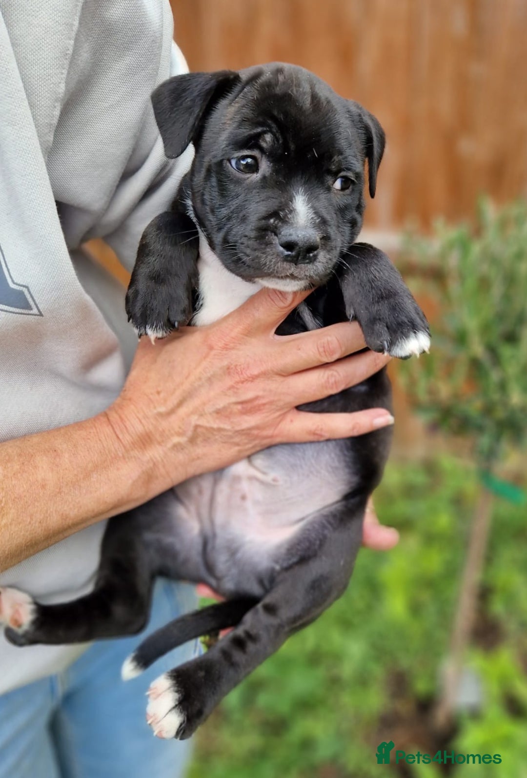 Staffordshire Bull Terrier dogs for sale: KC Reg Staffy Pups – Beautiful Chunky Puppys - Image 10