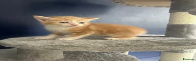 Mixed Breed Kitten 2