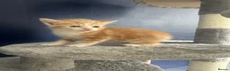 Mixed Breed cats for sale: Playful kittens for sale - Advert 8