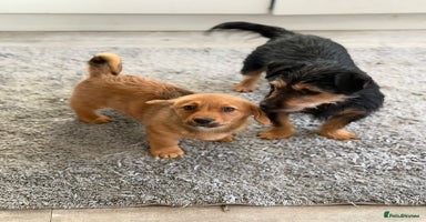 Mixed Breed dogs - Advert 6