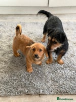 Mixed Breed dogs - Advert 4