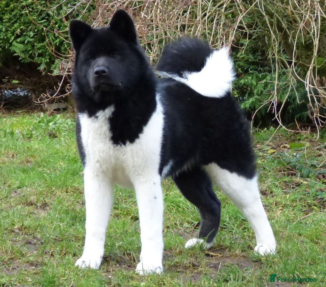 Akita dogs for sale: Quality Akita Babies (& KC Registered) - Image 6