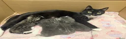 Mixed Breed cats for sale: FINAL BOY AVAILABLE - Advert 6