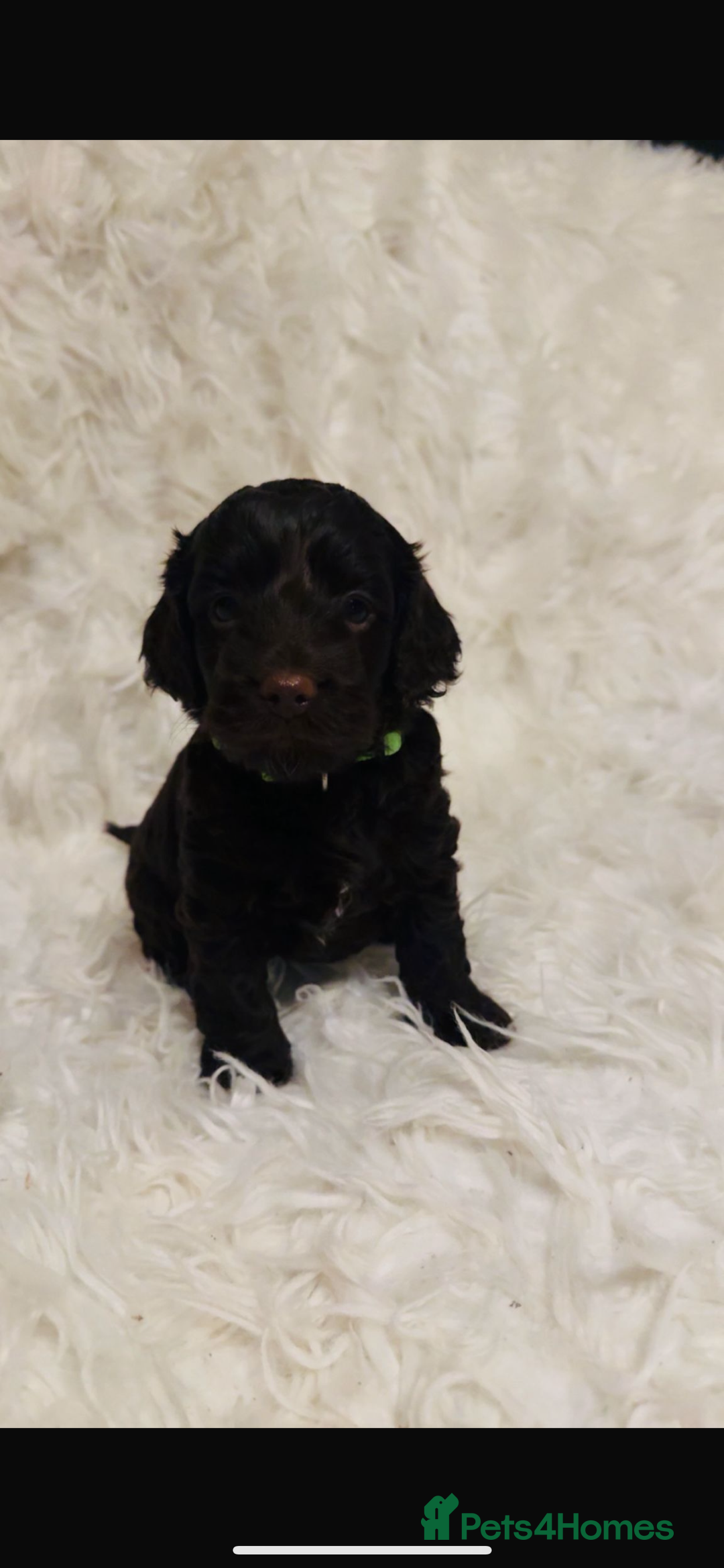 Cockapoo dogs for sale: Cockapoo - Image 2