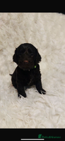 Cockapoo dogs - Advert 2