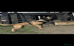 Mixed Breed dogs for sale: Belgian malinois  - Advert 13