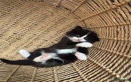 Mixed Breed cats for sale: Beautiful playful kittens  - Image 7