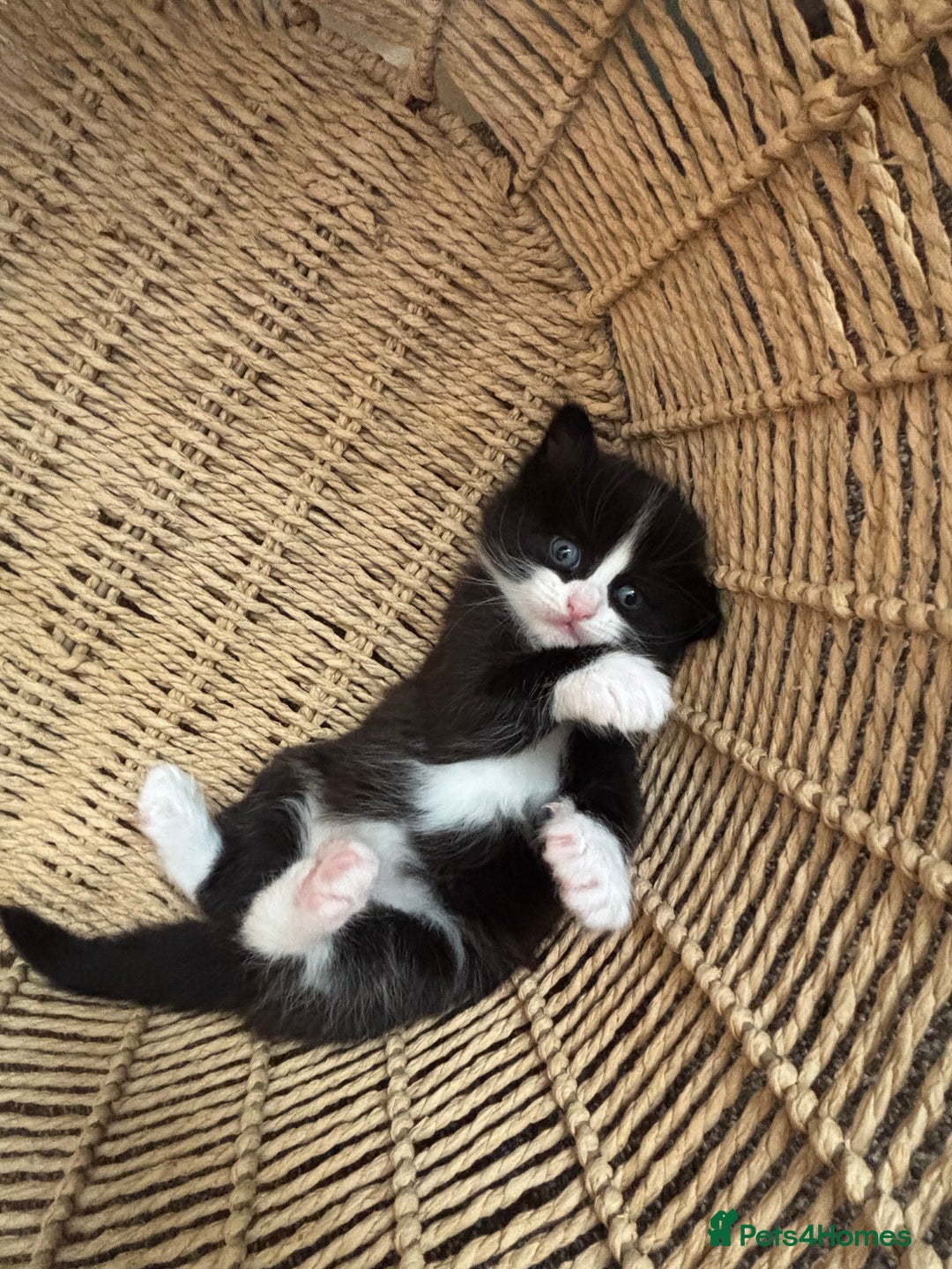 Mixed Breed cats for sale: Beautiful playful kittens  - Image 7