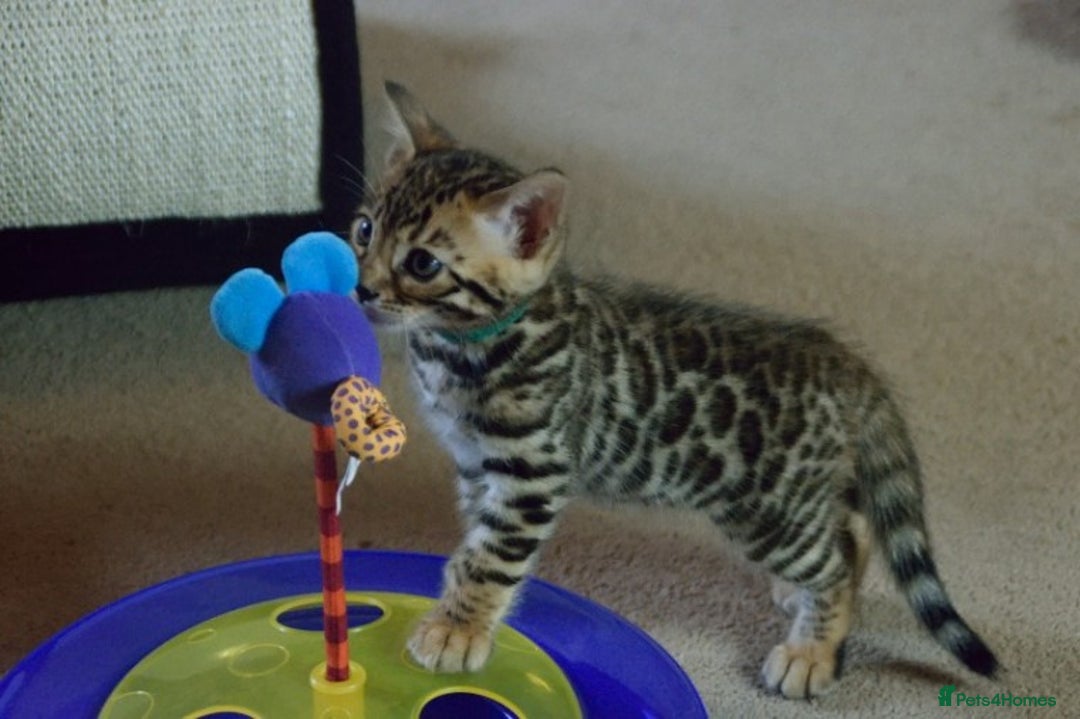 Bengal cats for sale: Bengal Kittens - Image 2