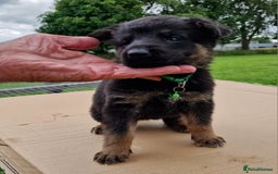 German Shepherd dogs for sale: German Shepherd puppies available  - Image 3