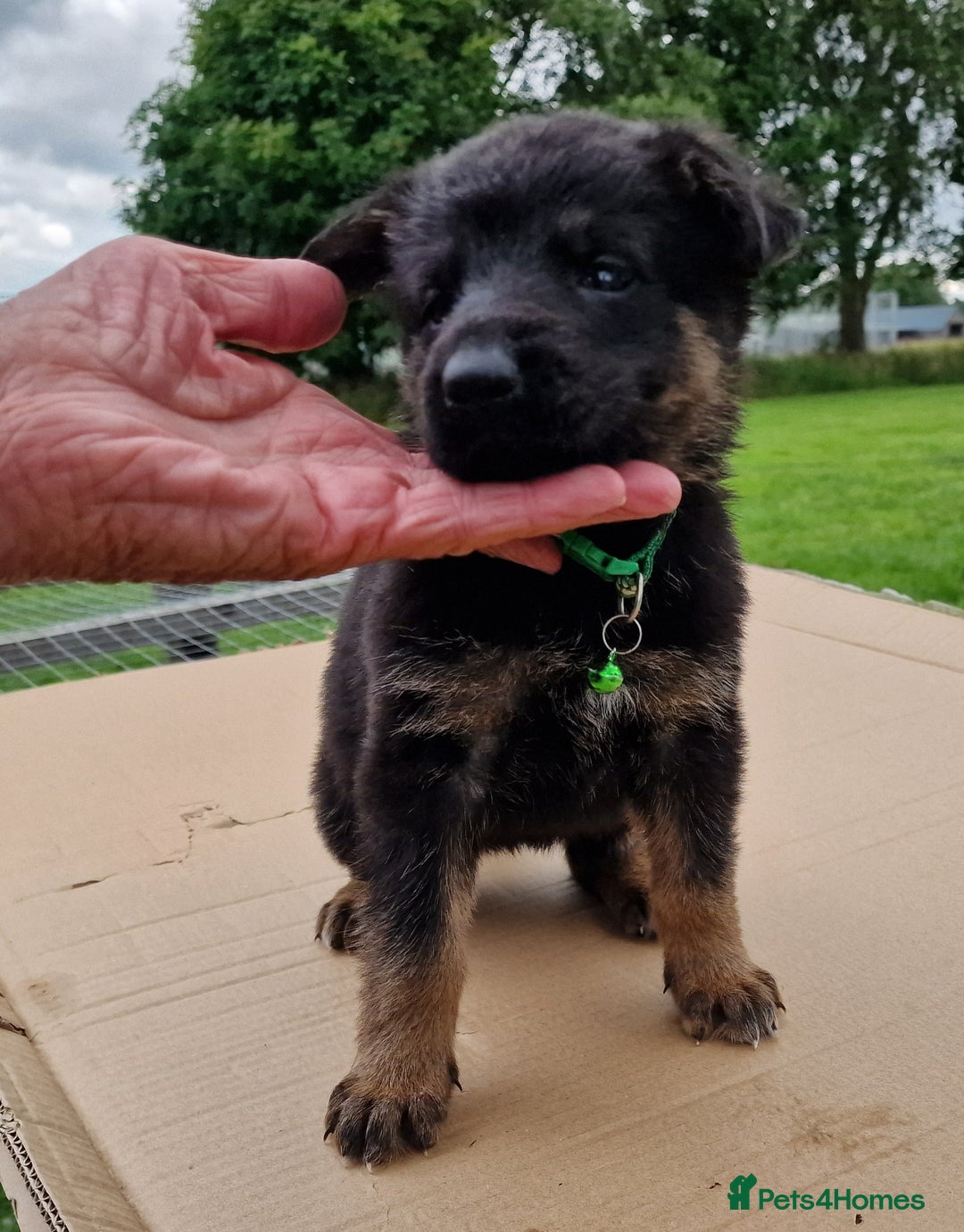 German Shepherd dogs for sale: German Shepherd puppies available  - Image 3