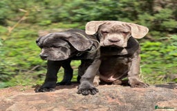 Cane Corso dogs for sale: Pure bred cane corso pups (lilac & grey) - Image 6