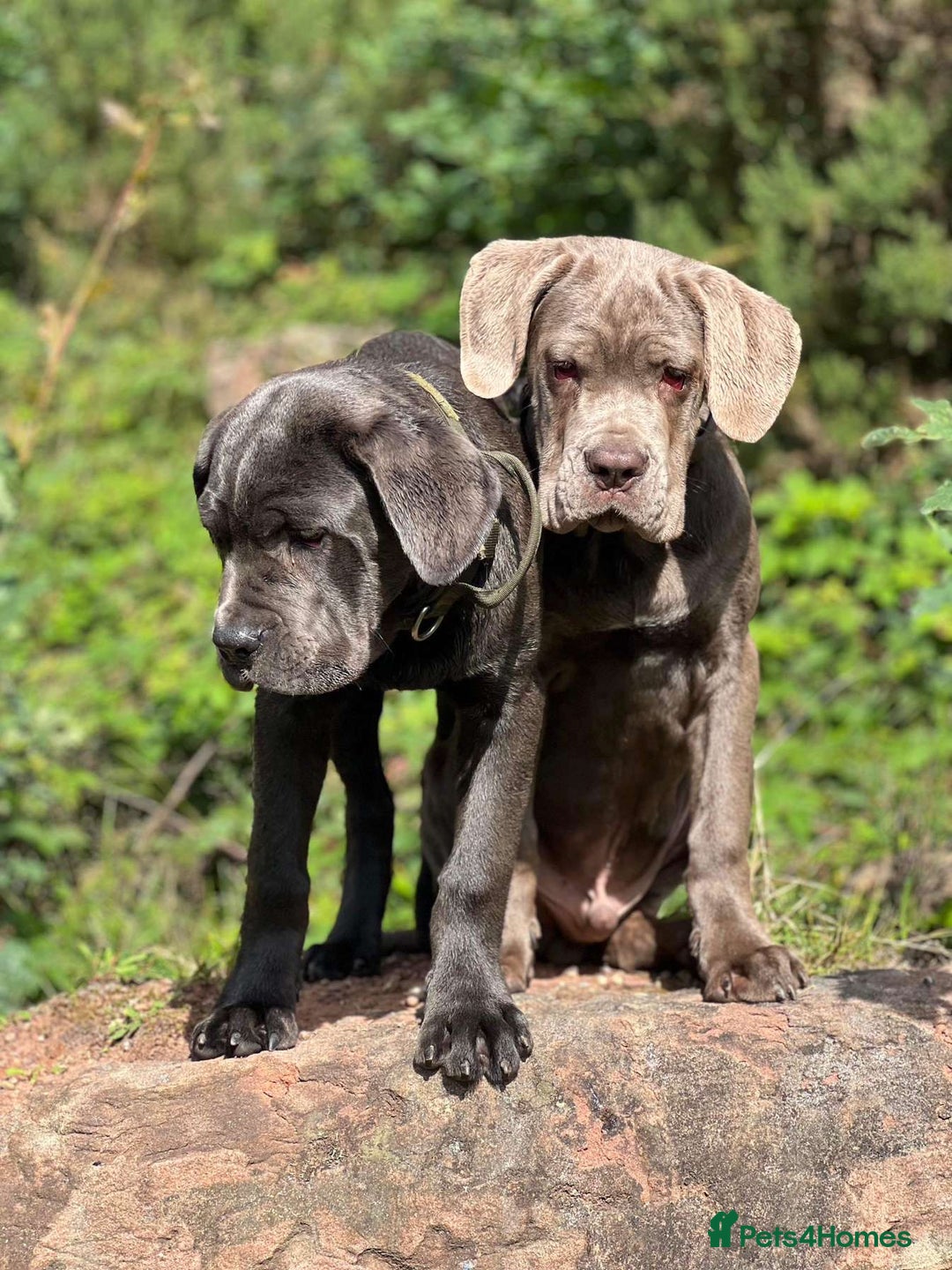 Cane Corso dogs for sale: Pure bred cane corso pups (lilac & grey) - Image 6