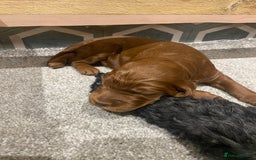 Irish Doodle dogs for sale: Irish doodle - Image 14