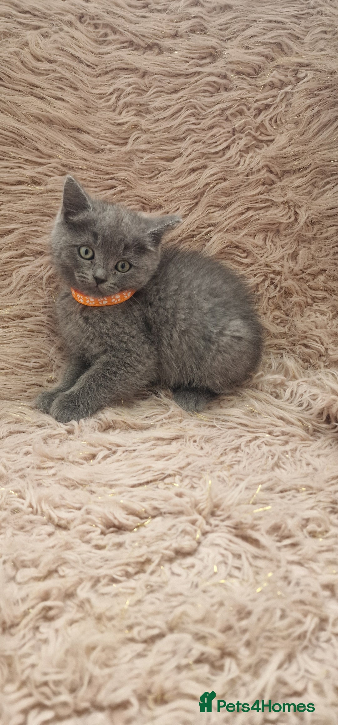 Scottish Fold cats for sale: Scottish fold british shorthair - Image 10