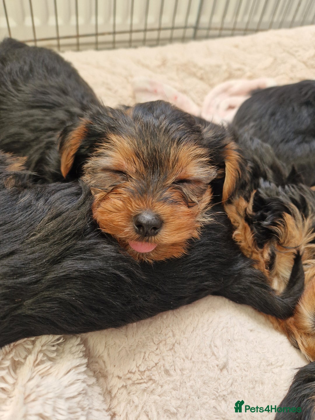 Yorkshire Terrier dogs for sale: Beautiful yorkie puppies - Advert 18