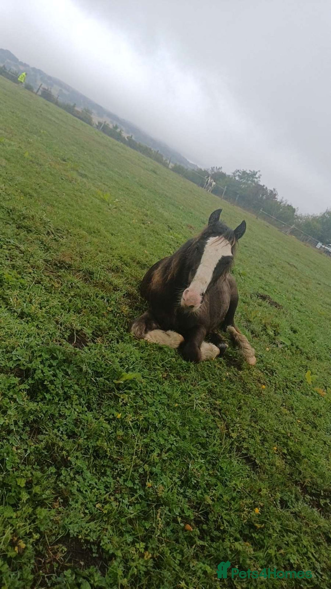 Other Breed horses for sale: ✨chocolate gypsy cob✨ - Image 2