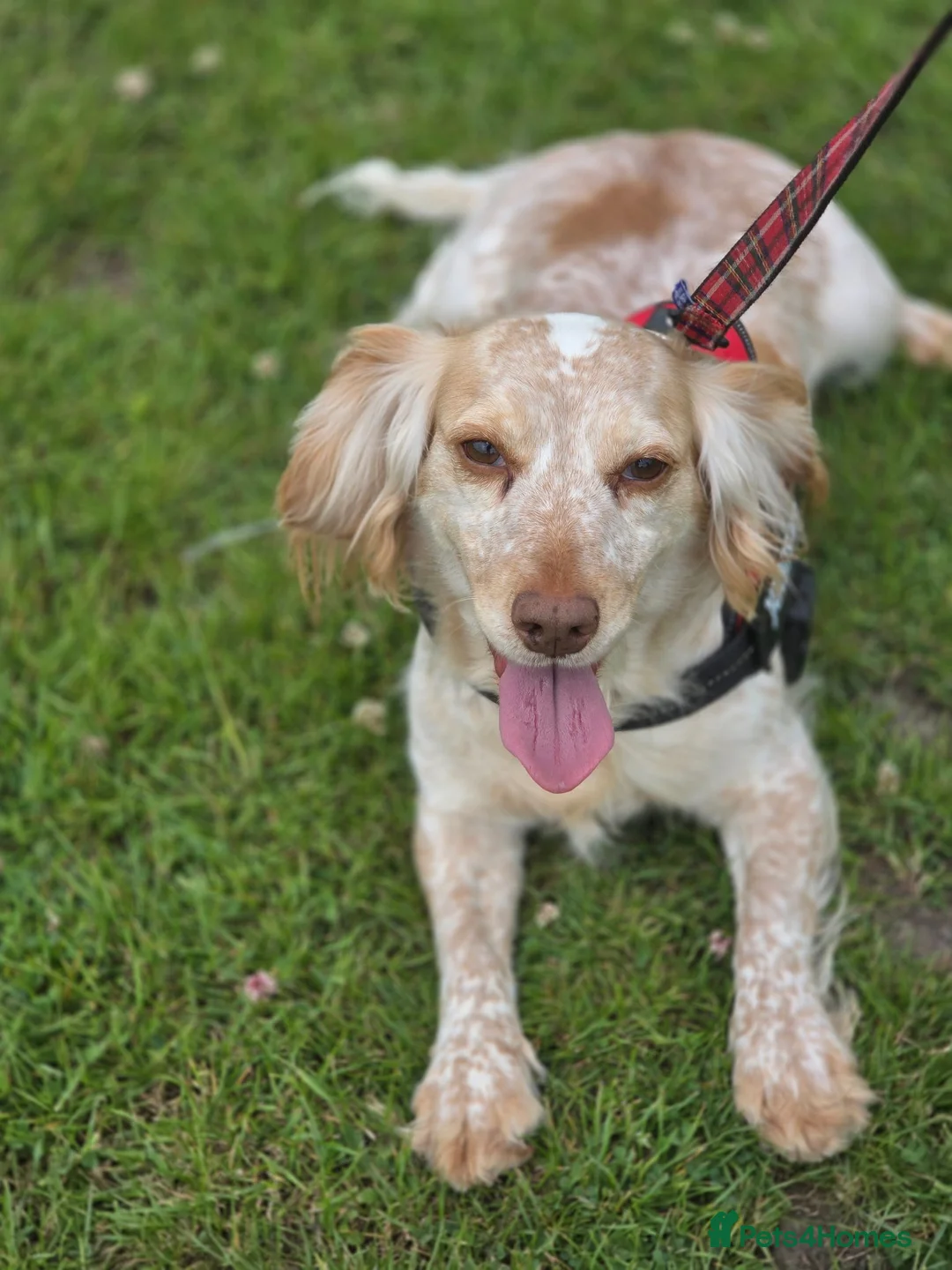 Cocker Spaniel dogs for sale: 4 beautiful cocker spaniel puppies - Advert 2