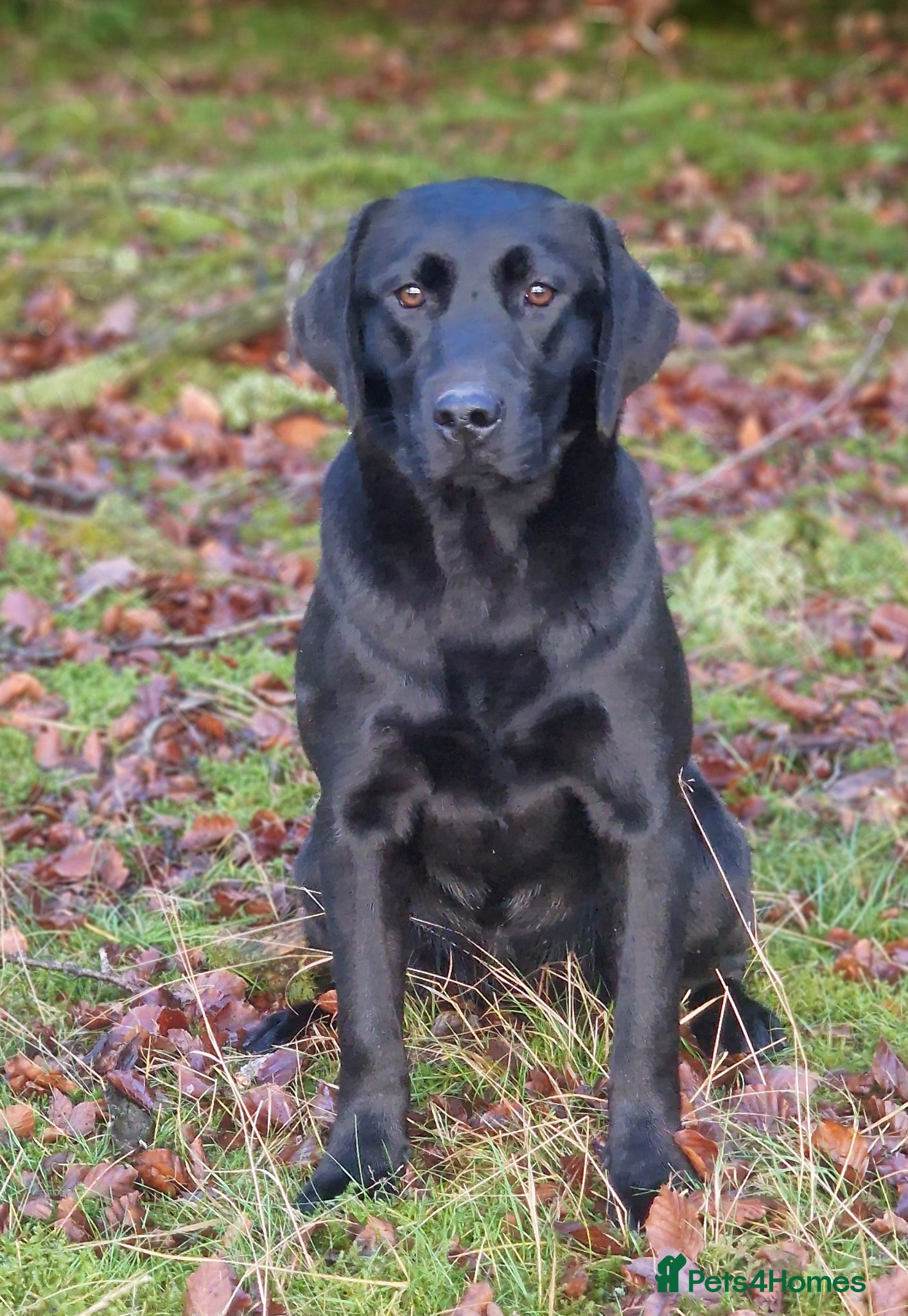 Labrador Retriever dogs Top quality black and yellow pups - Advert 2