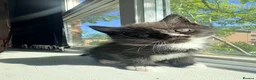 Exotic cats for sale: Beautiful boys - Advert 3