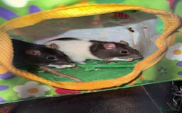 Rat rodents for sale: 3 female rats for rehoming - Image 4