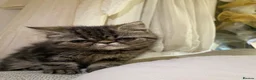 Exotic cats for sale: Exotic Persians  - Advert 4