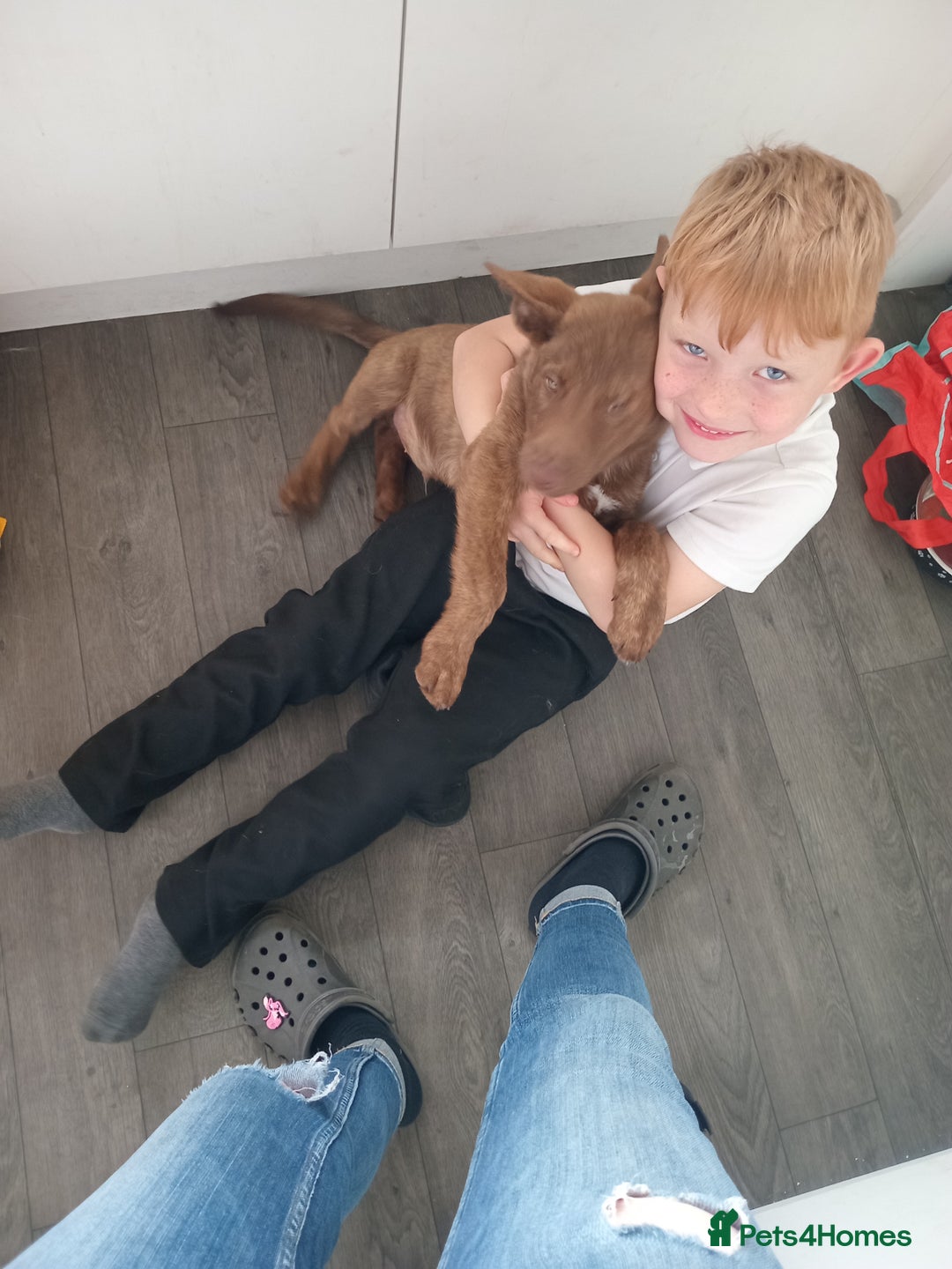 Mixed Breed dogs for sale: Mr chico - Image 4