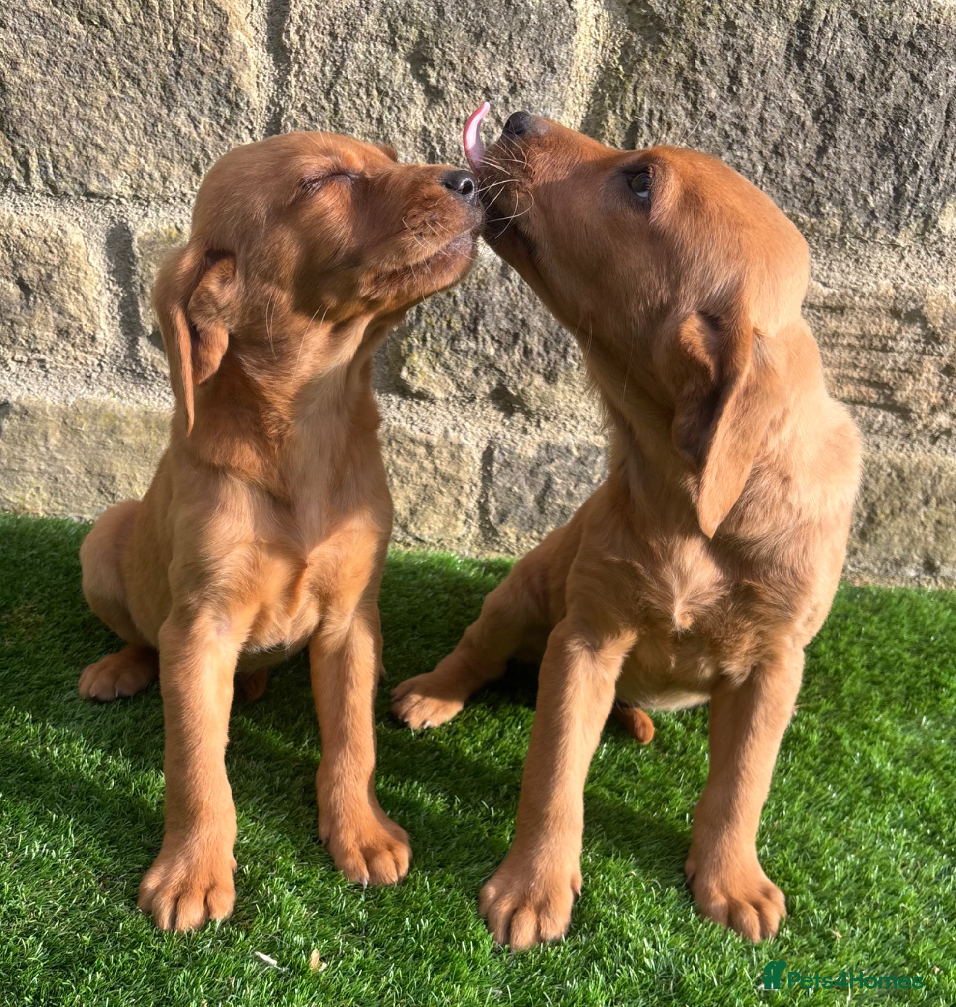 Labrador Retriever dogs **READY NOW** STUNNING RED LABRADOR PUPPYS - Advert 16