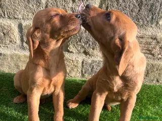 Labrador Retriever dogs **READY NOW** STUNNING RED LABRADOR PUPPYS - Advert 16